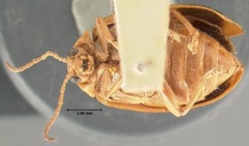 Media type: image; Entomology 19416   Aspect: habitus ventral view